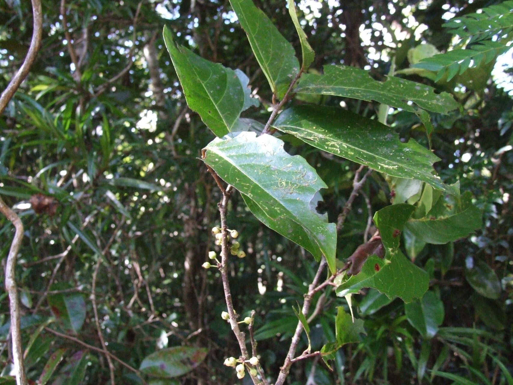 Lasiochlamys fasciculata habit