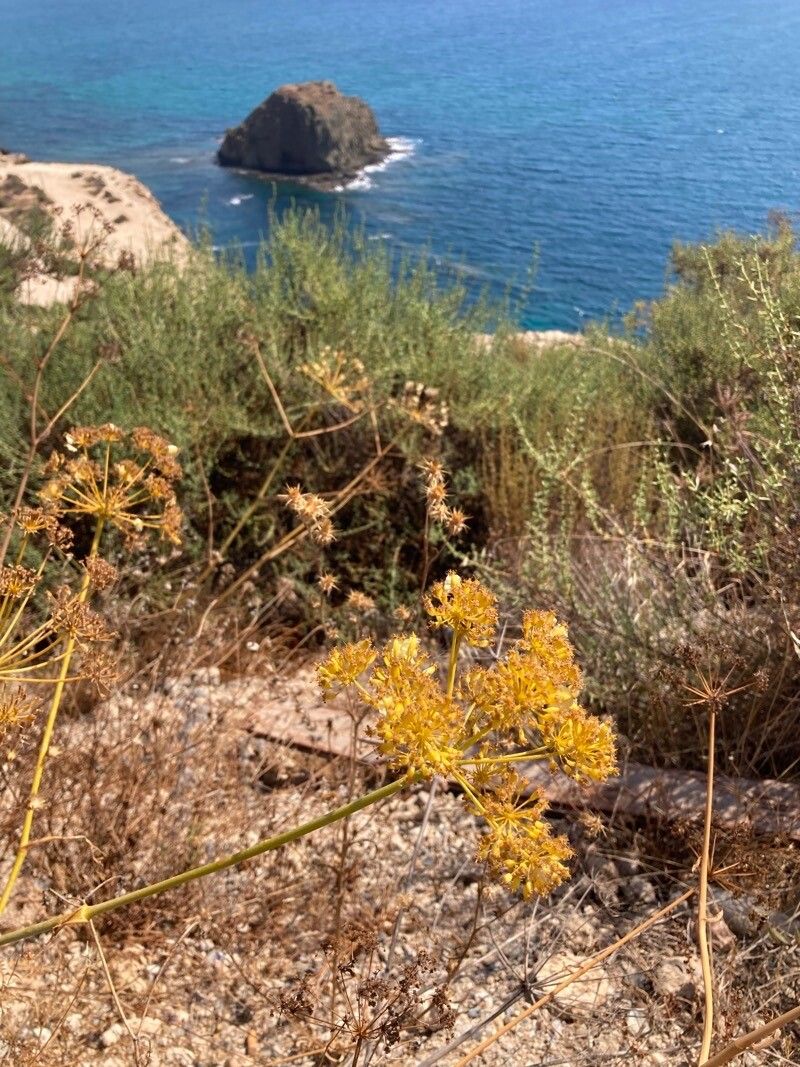 Thapsia tenuifolia fruit