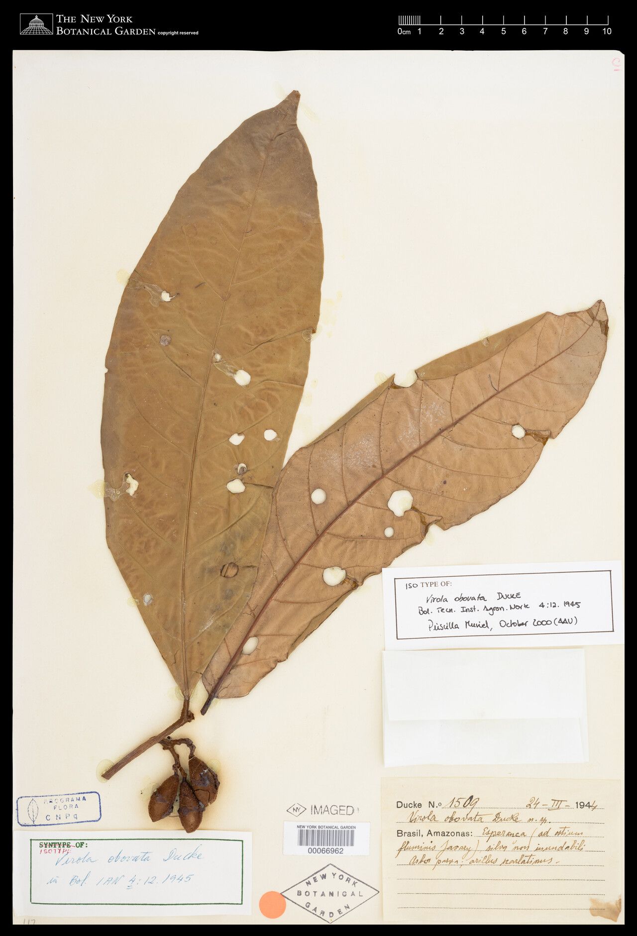 Virola obovata — houseplant care guide