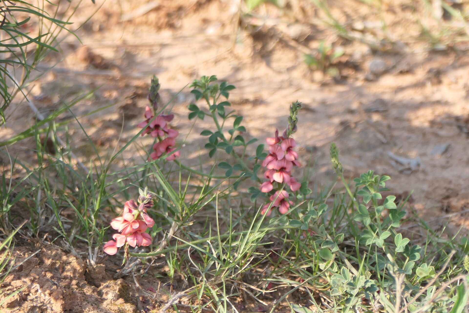 Indigofera heterophylla — search result for 'Indigofera'