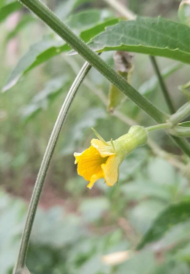 Melothria warmingii flower