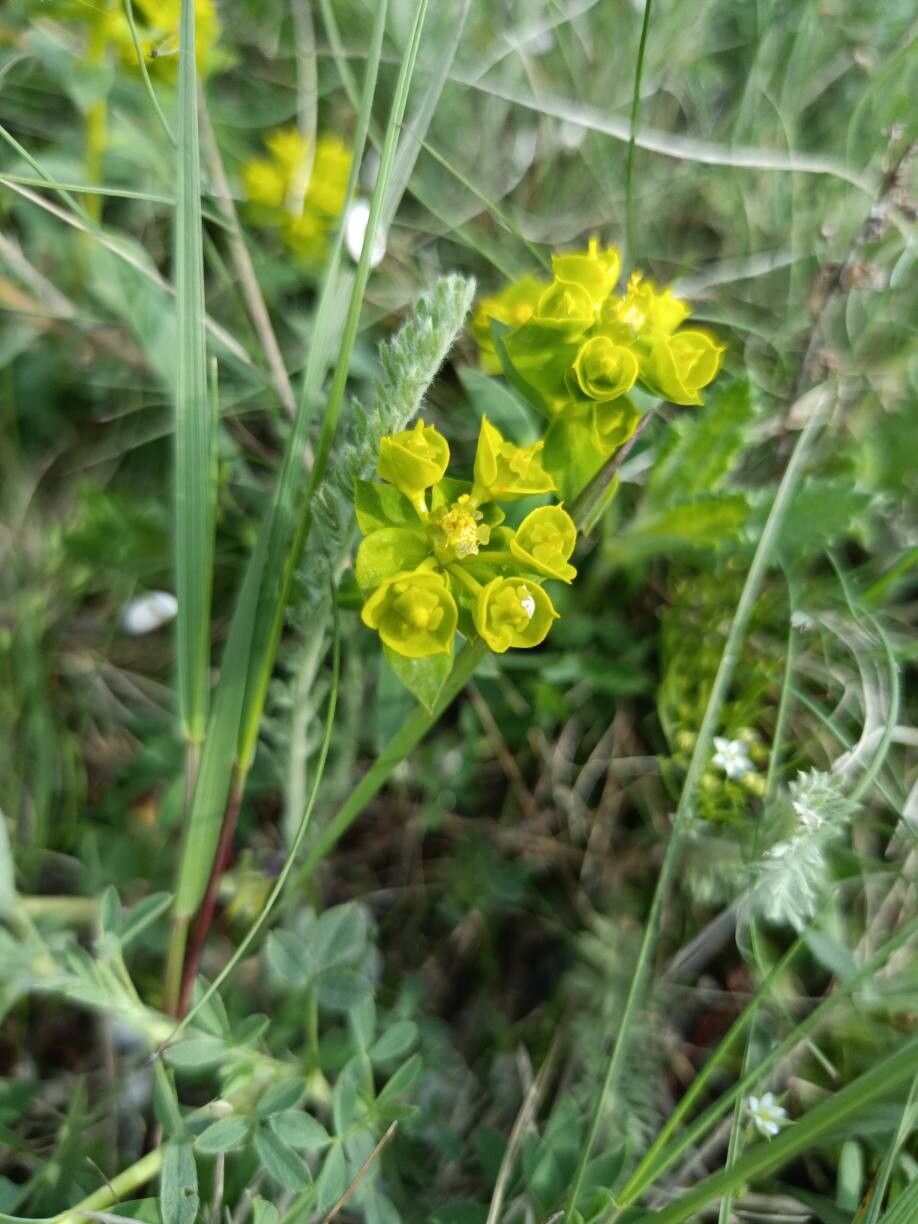 Euphorbia barrelieri flower