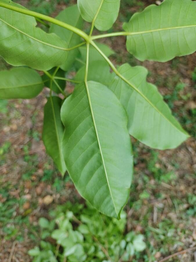 Joannesia princeps leaf