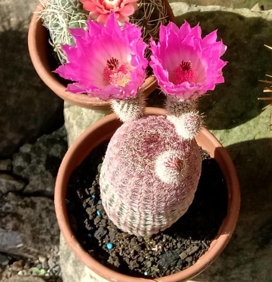 Echinocereus rigidissimus flower