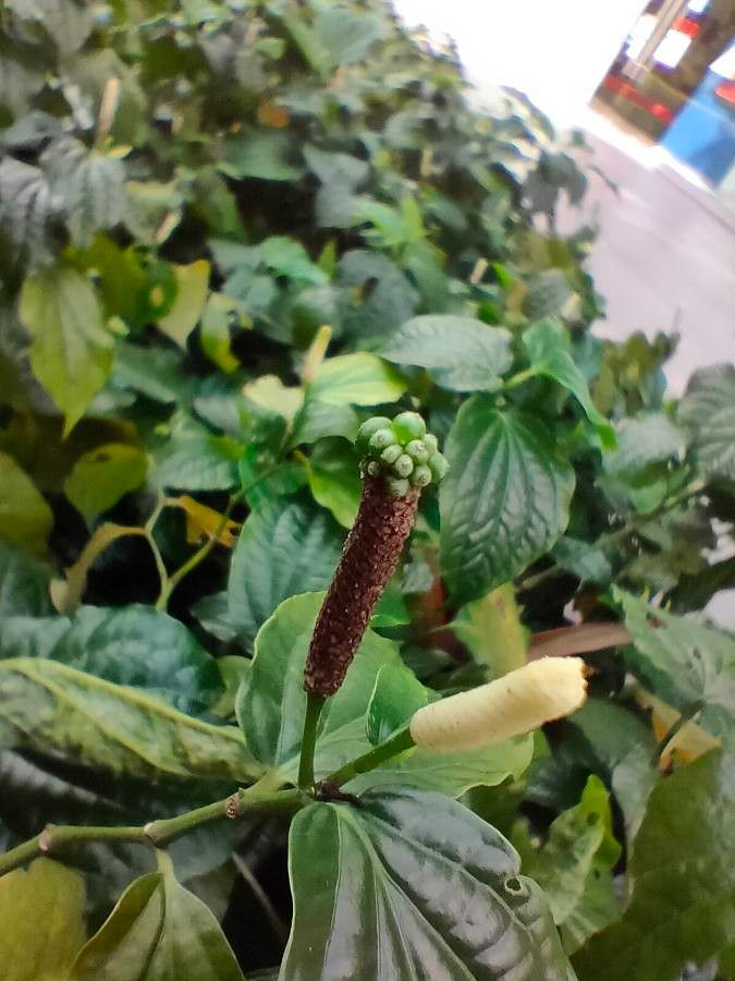 Piper sarmentosum fruit