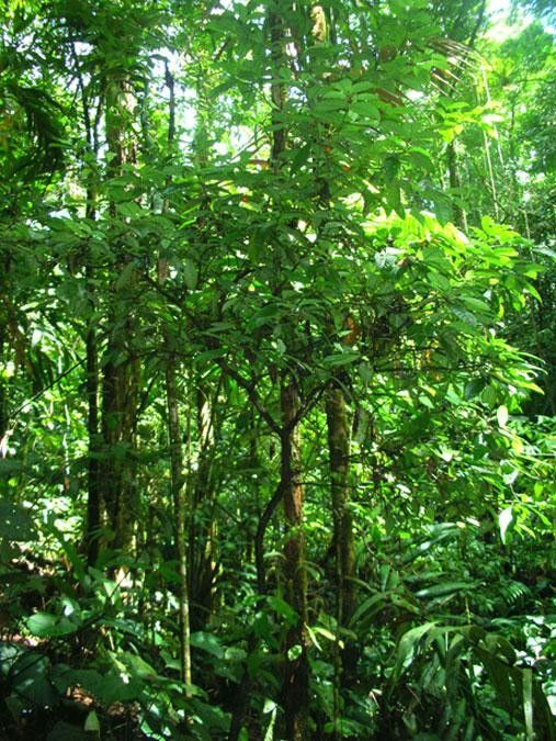 Psychotria laselvensis habit