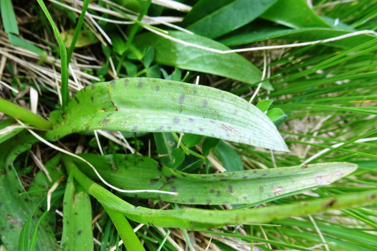 Dactylorhiza maculata — search result for 'Algeria'