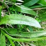 Dactylorhiza maculata