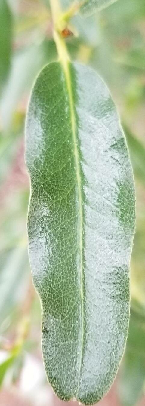 Eucryphia lucida — related species from the same genus