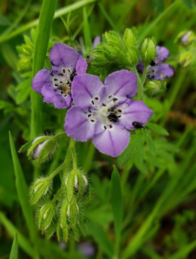 Phacelia hirsuta — search result for 'Phacelia'