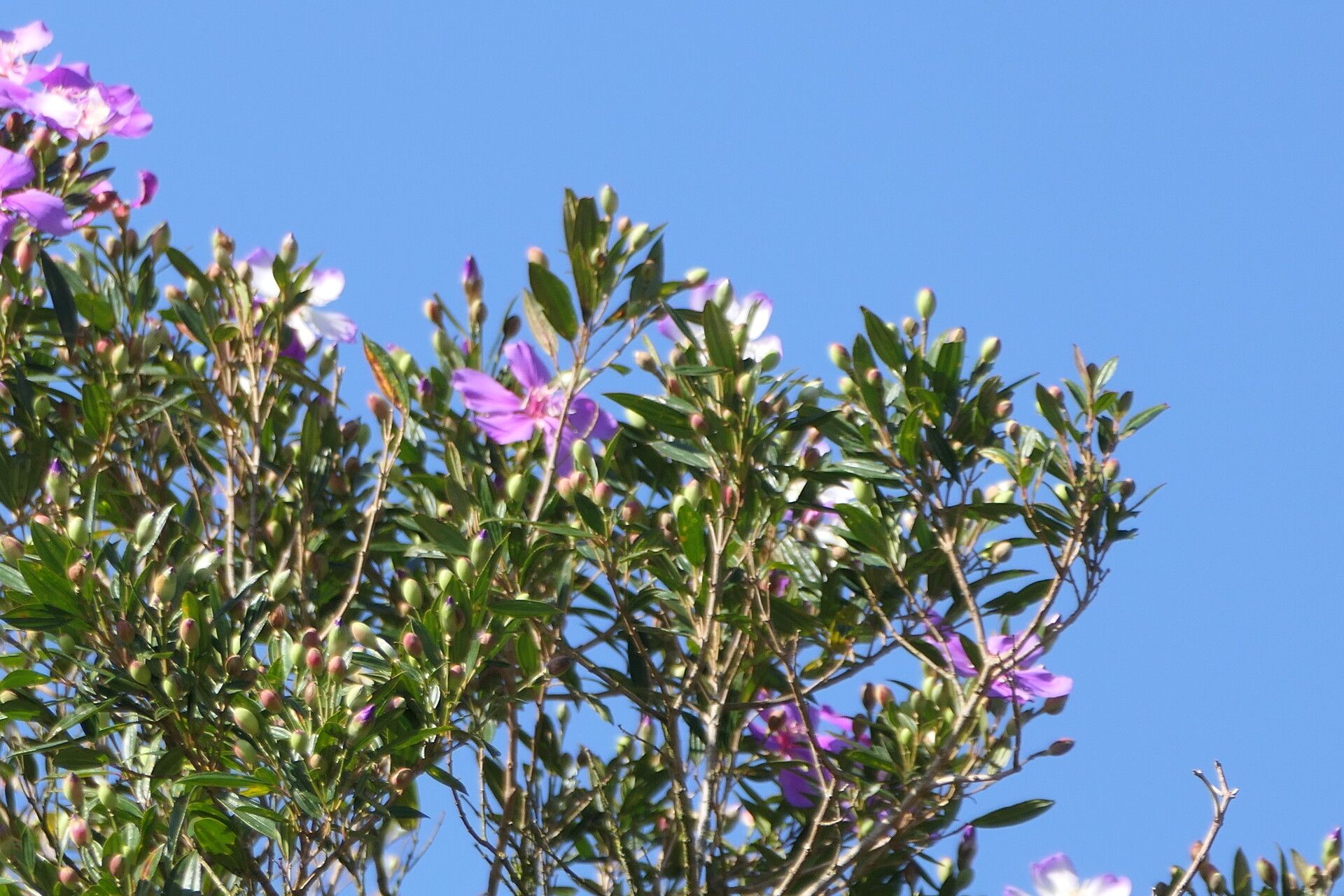 Pleroma mutabile fruit