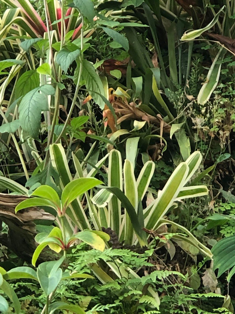 Neoregelia compacta cv. 'Bossa Nova' habit