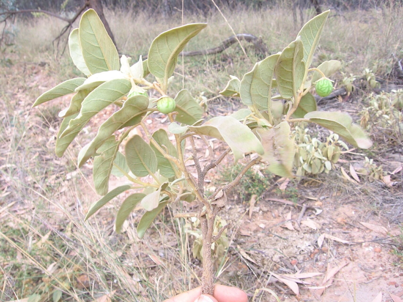 Solanum pisinnum habit
