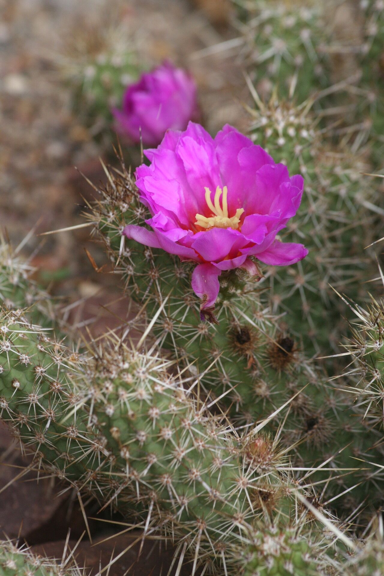 Echinocereus brandegeei flower