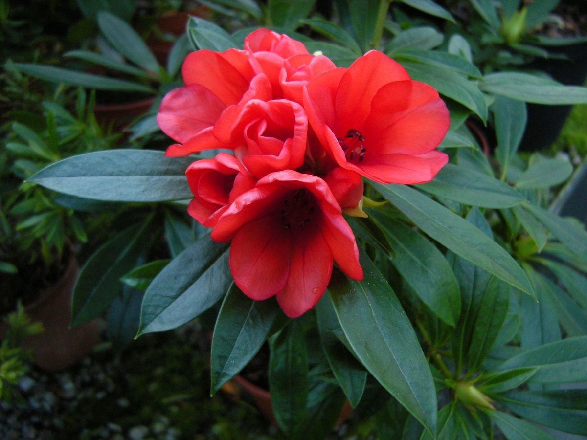 Rhododendron reynosoi flower