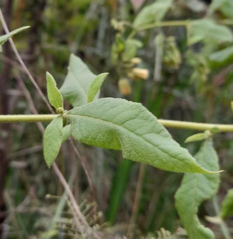 Trixis grisebachii leaf