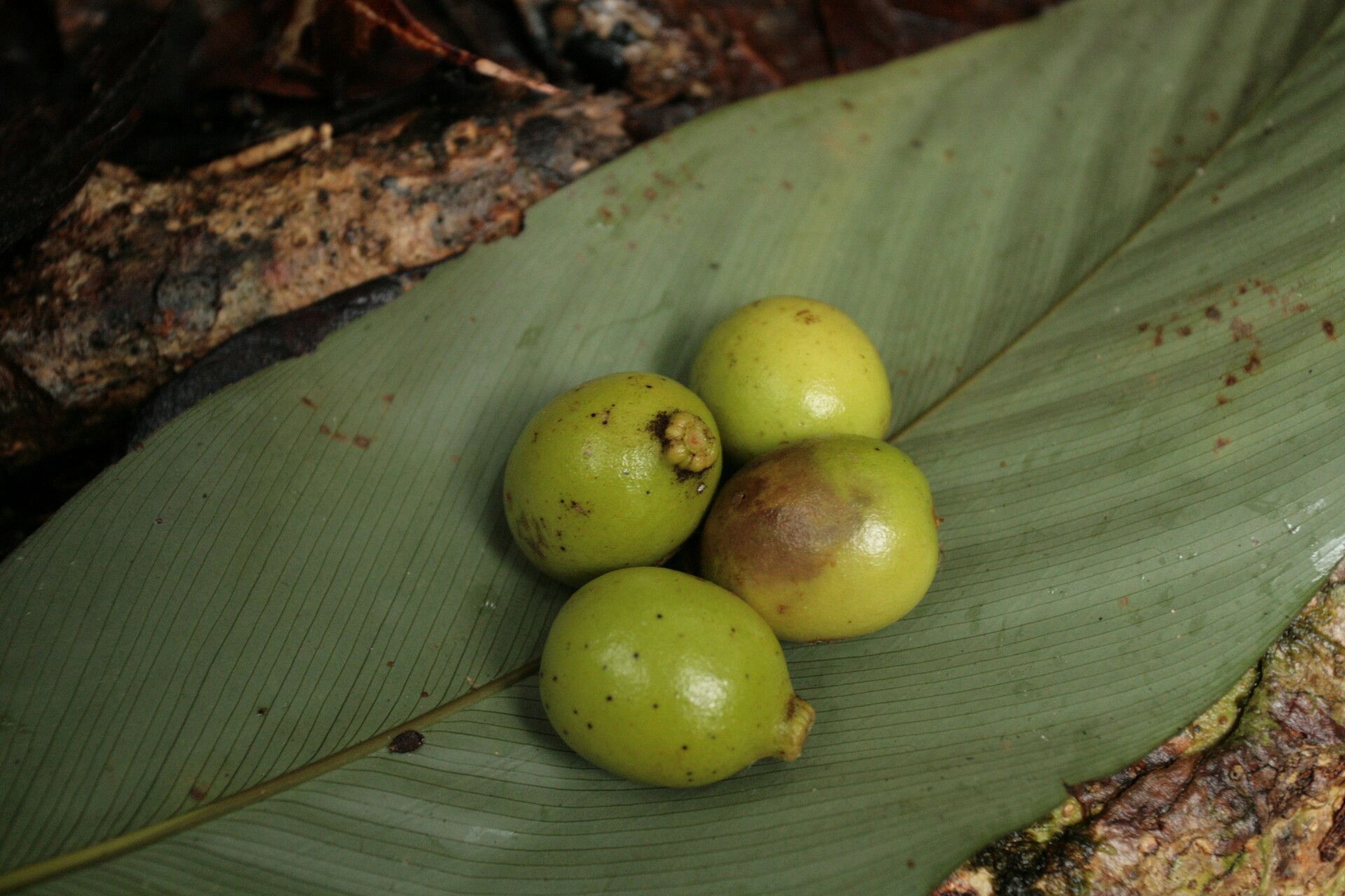 Pachylobus normandii fruit