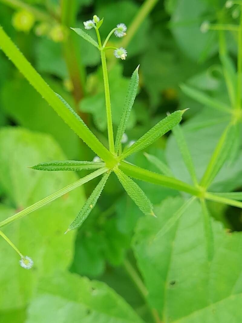 Galium spurium — search result for 'Rubiaceae'