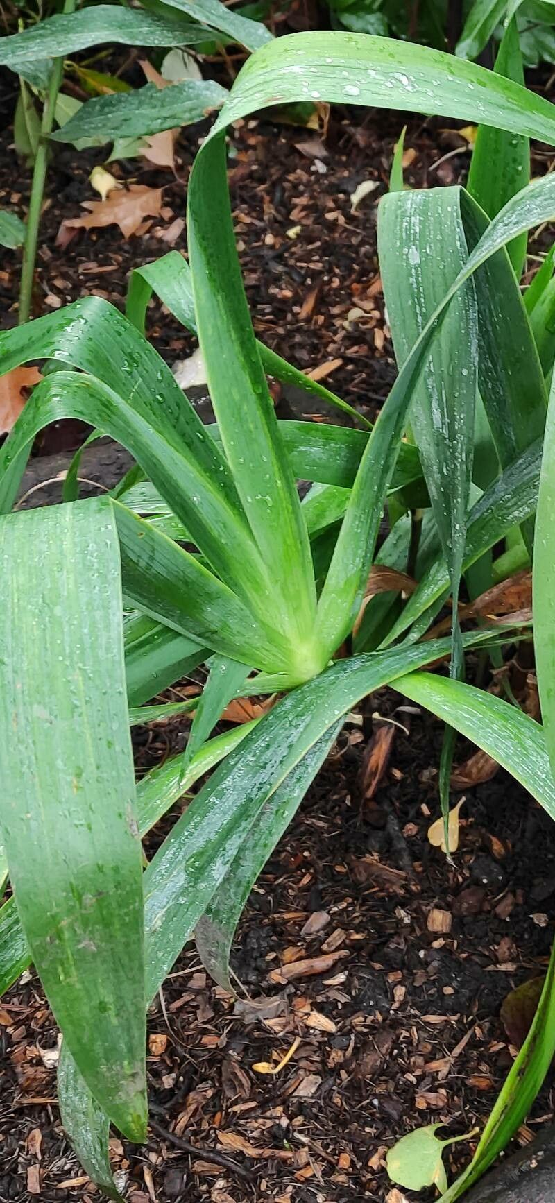 Iris confusa — search result for 'Iris'