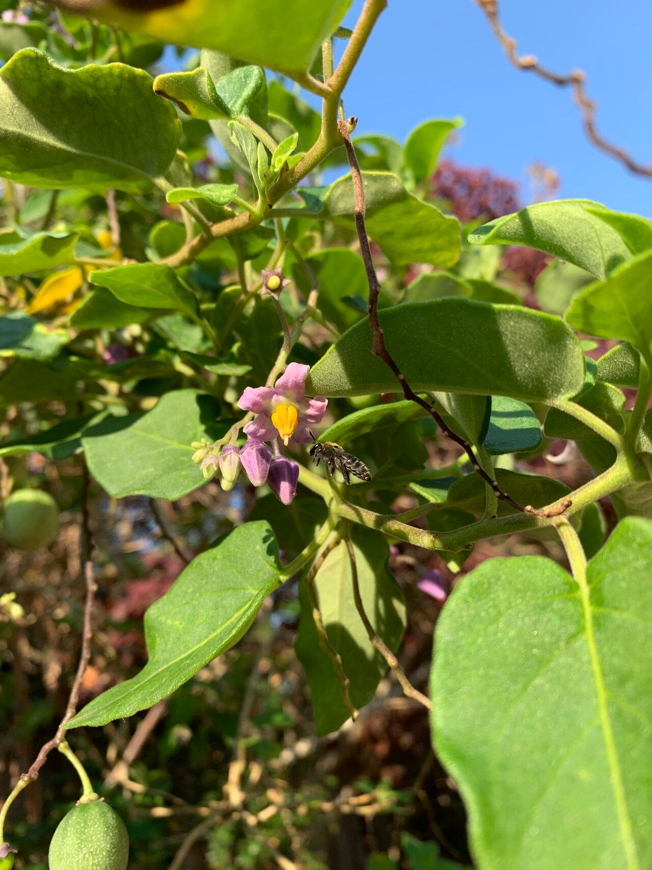 Solanum pelagicum flower