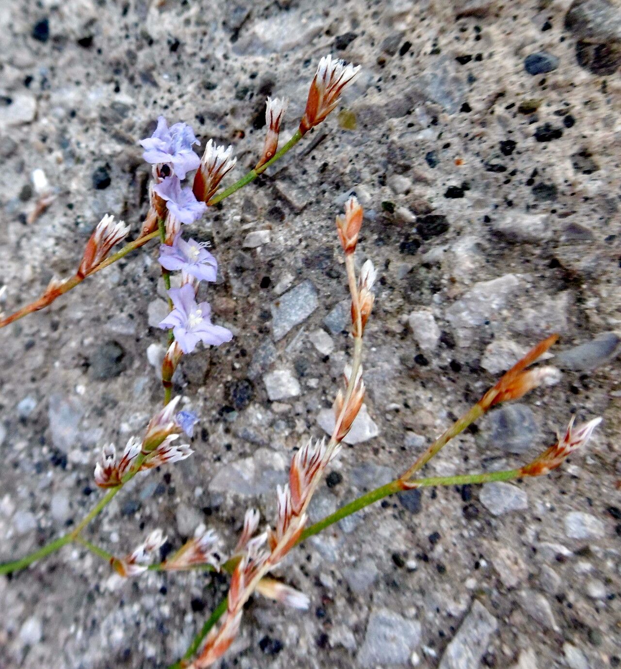 Limonium bocconei — houseplant care guide