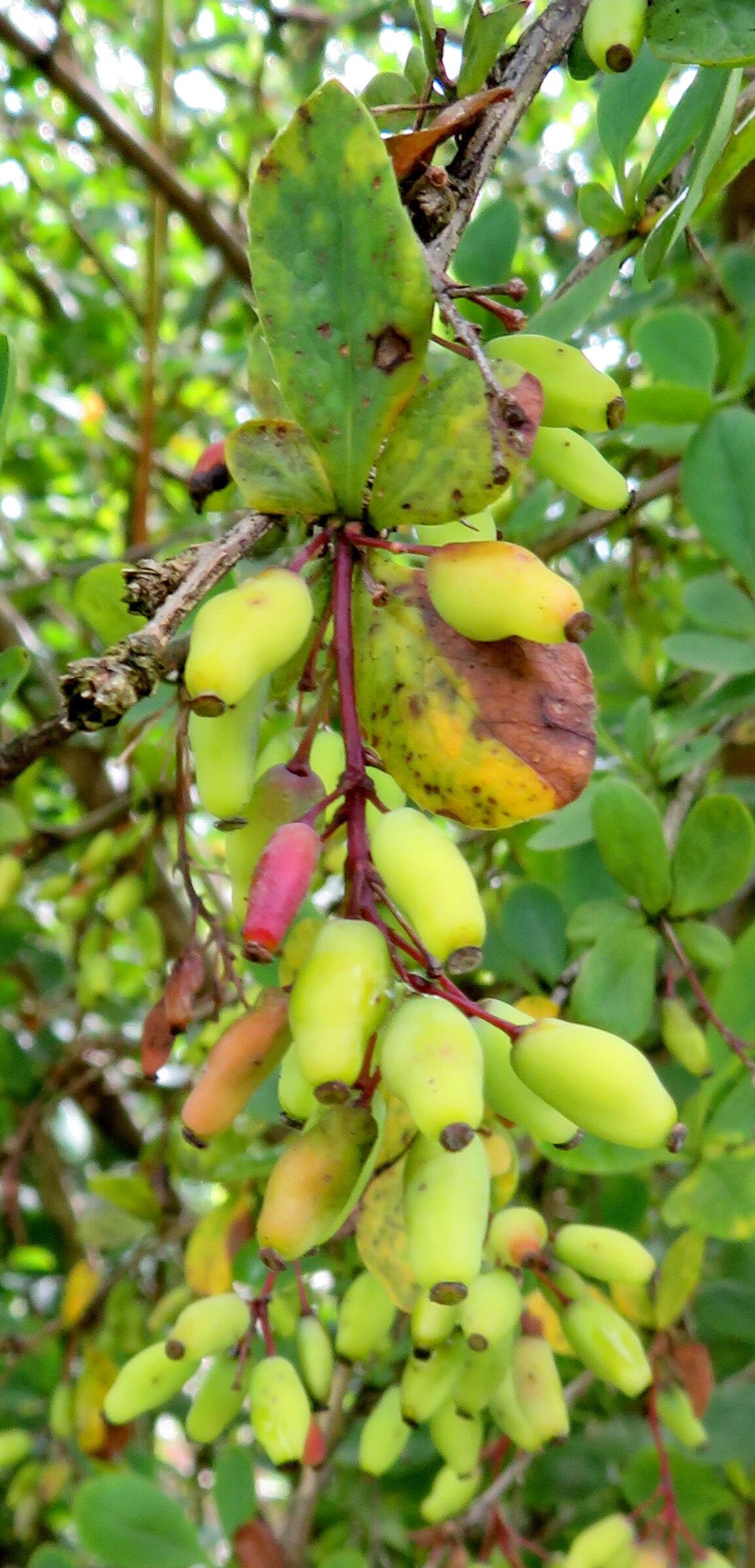 Berberis tischleri fruit