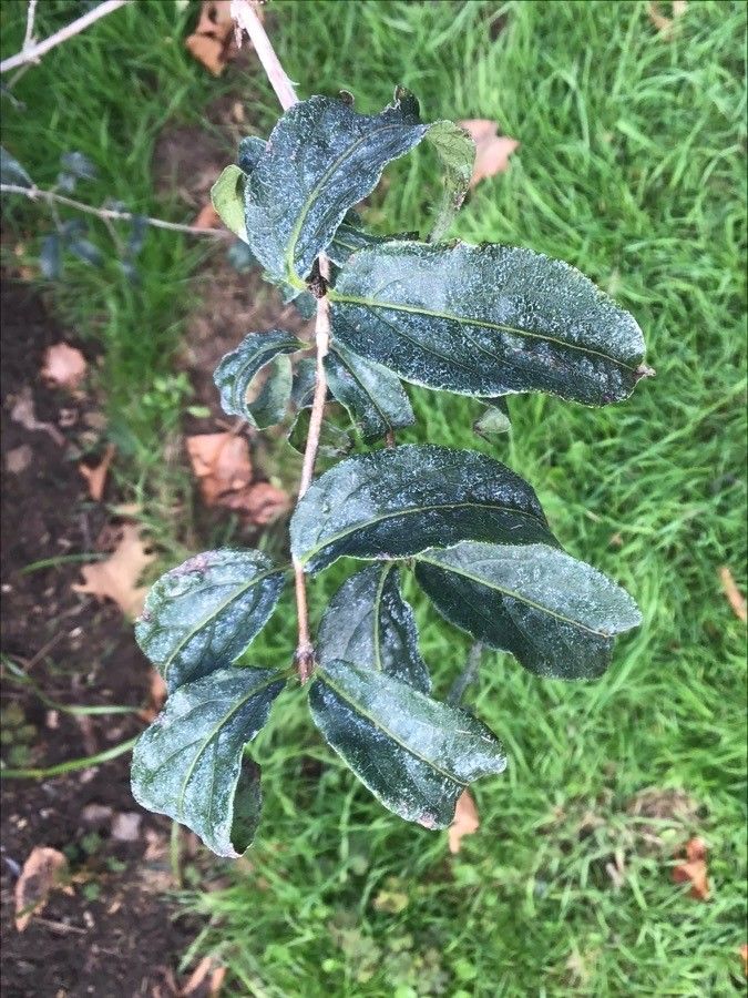 Lonicera gynochlamydea — search result for 'Lonicera'