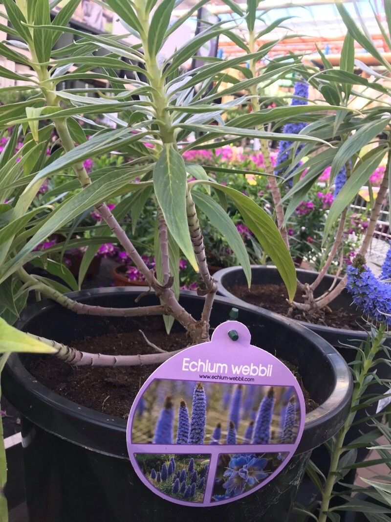 Echium webbii leaf