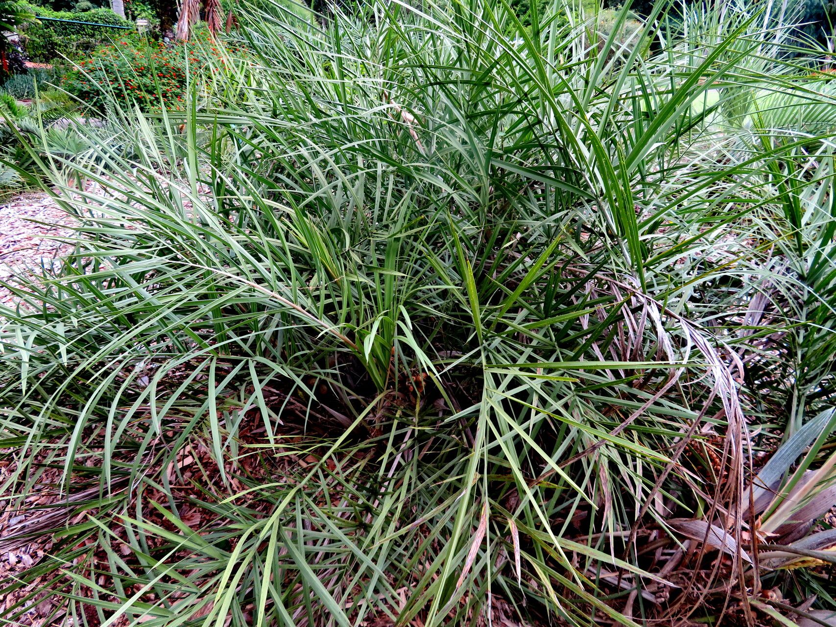 Syagrus campestris habit