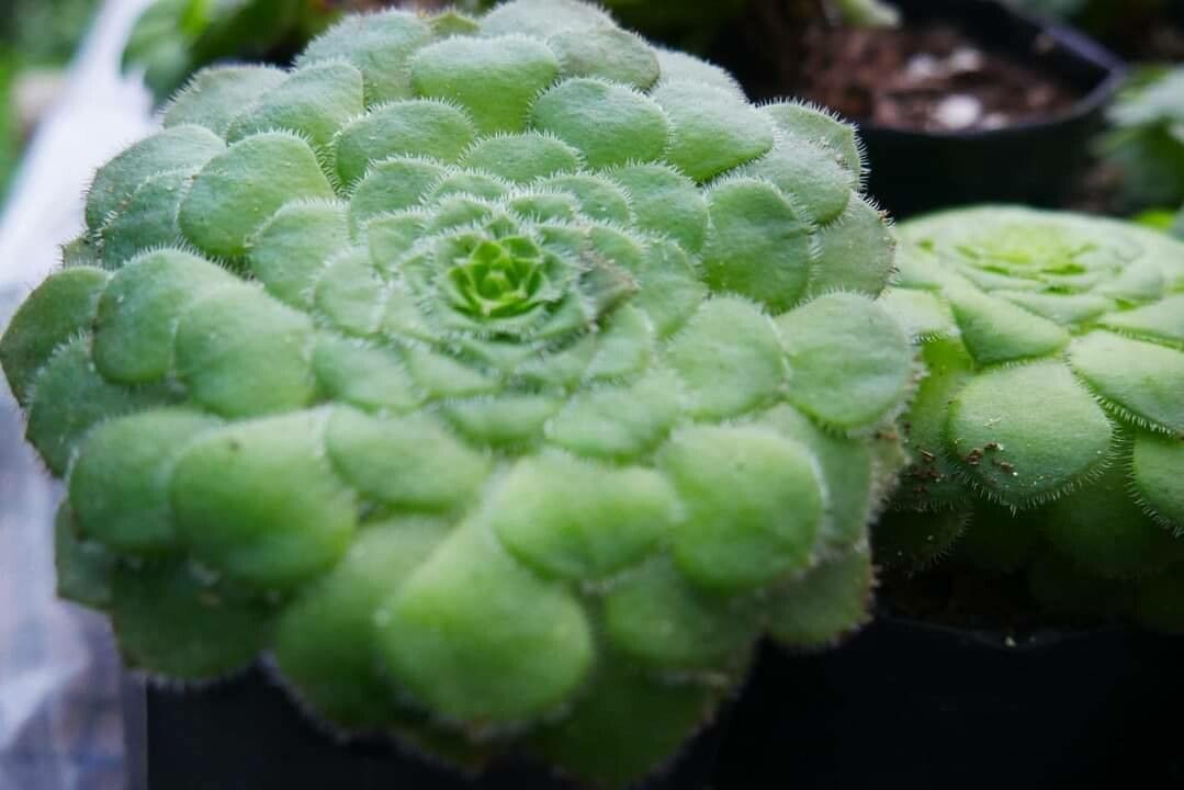 Aeonium tabulaeforme leaf