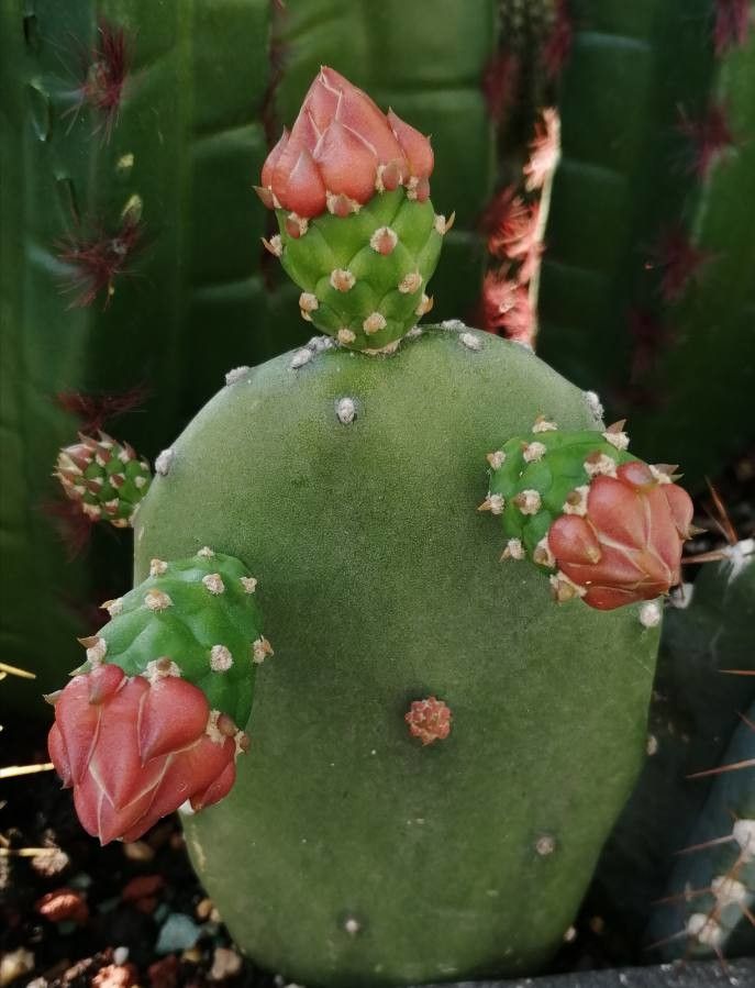 Opuntia tomentosa flower