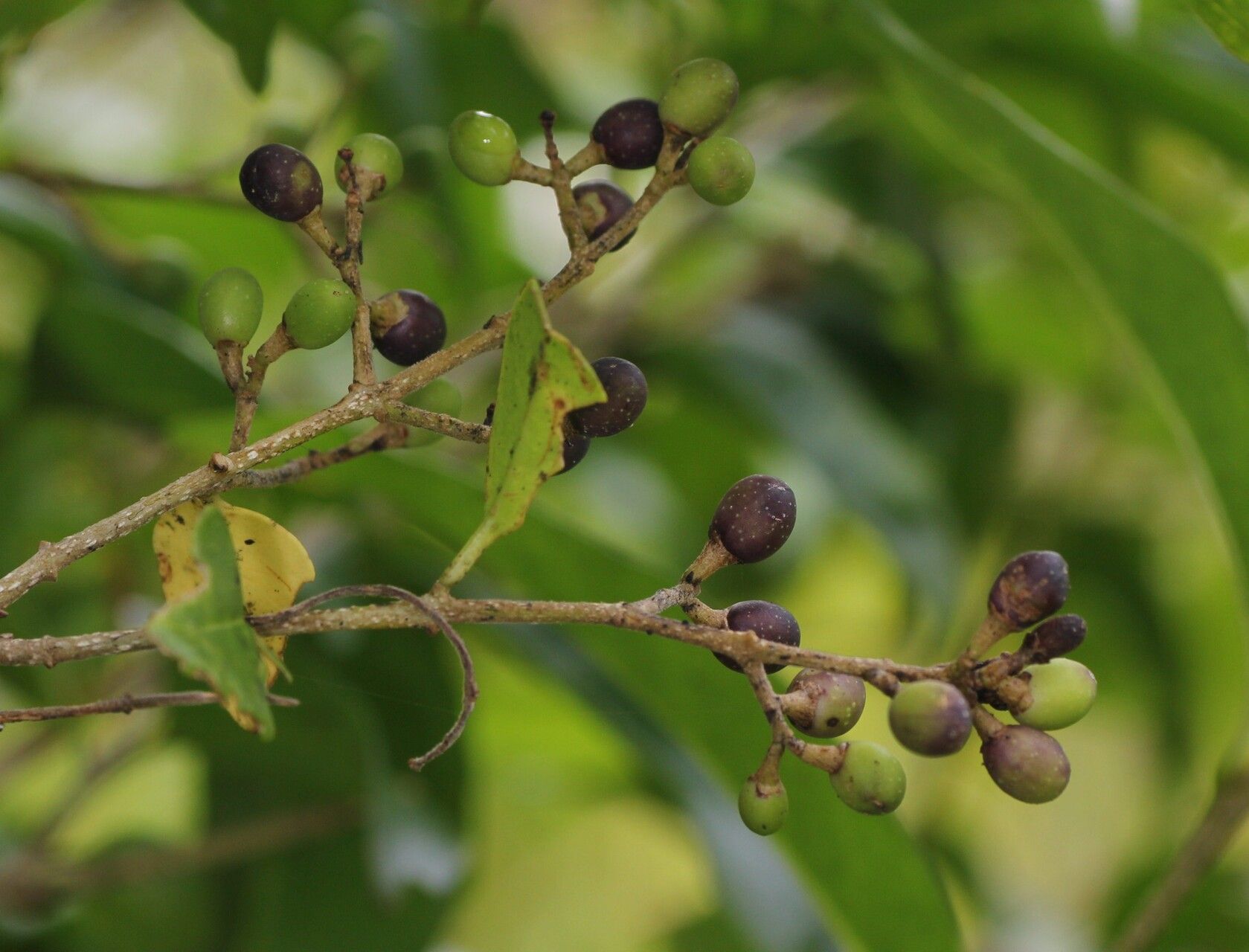 Ligustrum glomeratum fruit