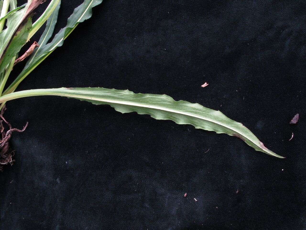 Saussurea linearifolia — houseplant care guide