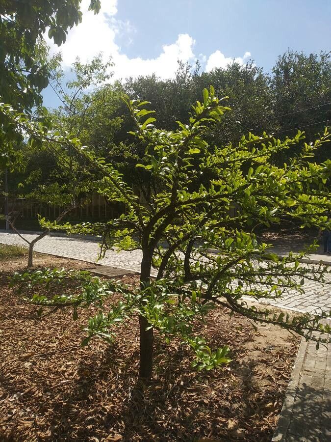 Crescentia cujete — search result for 'Cuba'