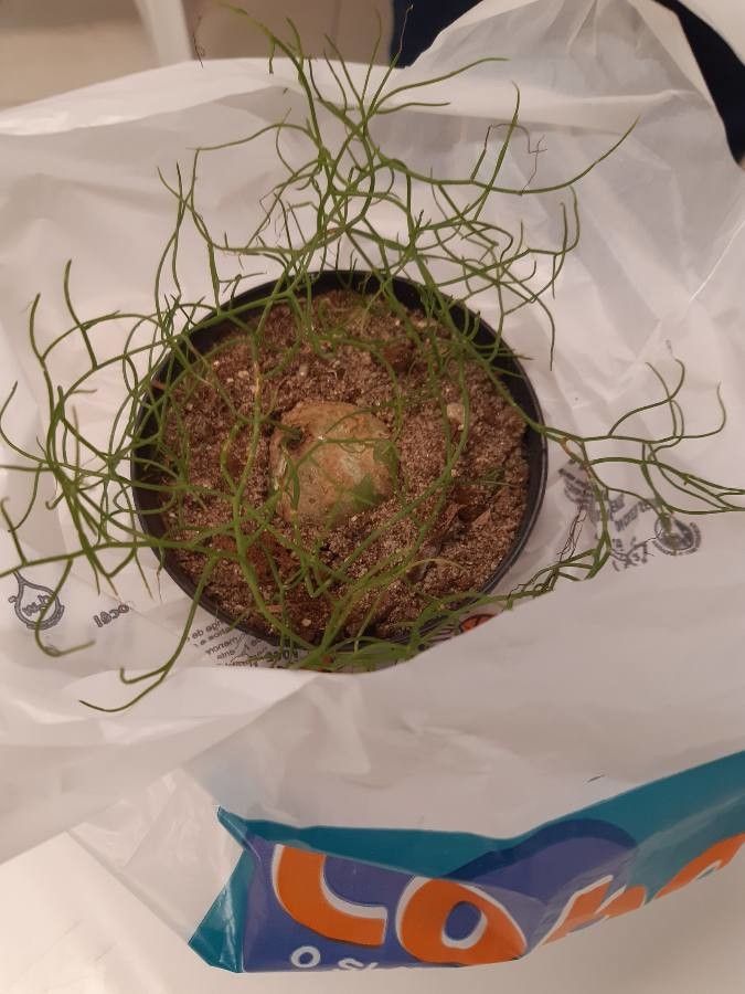 Bowiea volubilis fruit