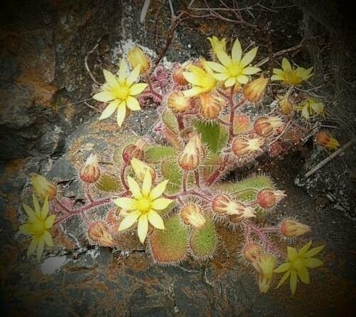 Aichryson villosum flower