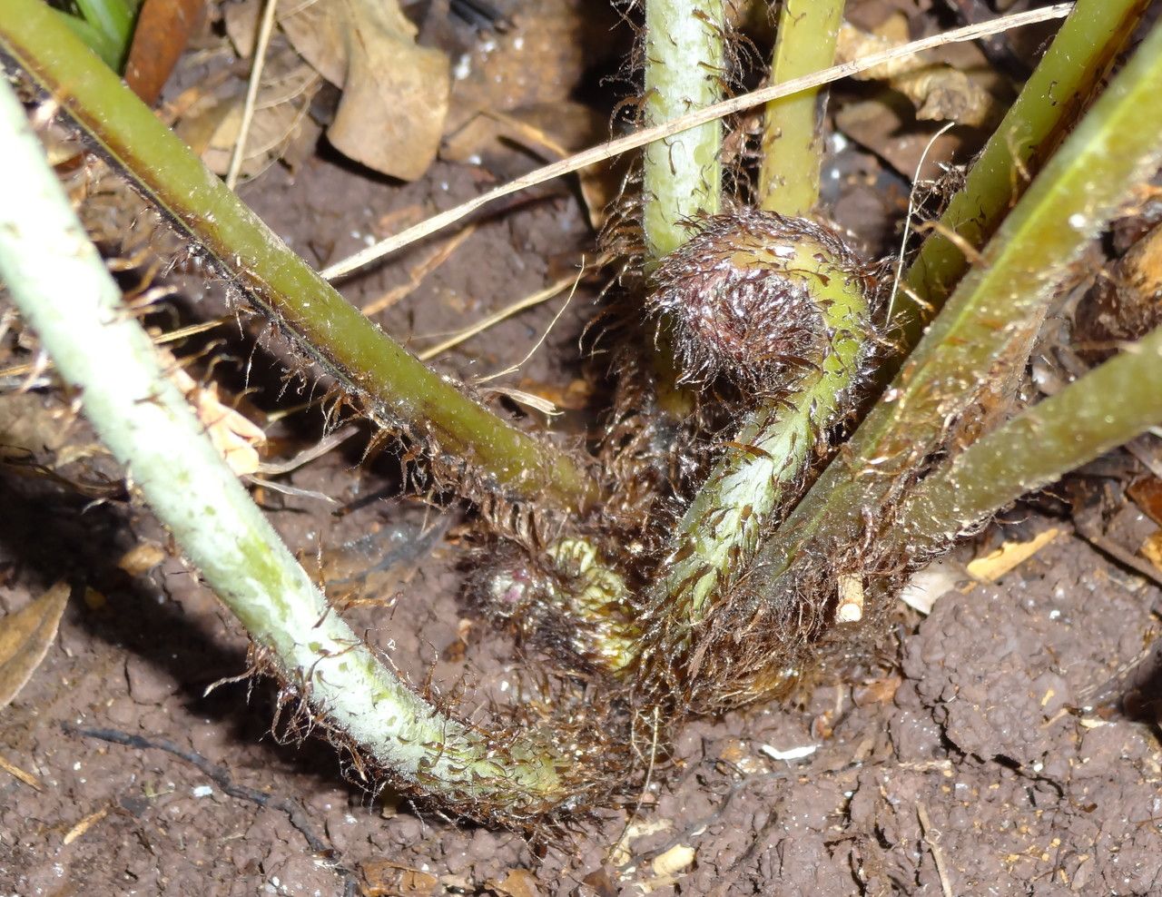 Lastreopsis vieillardii bark