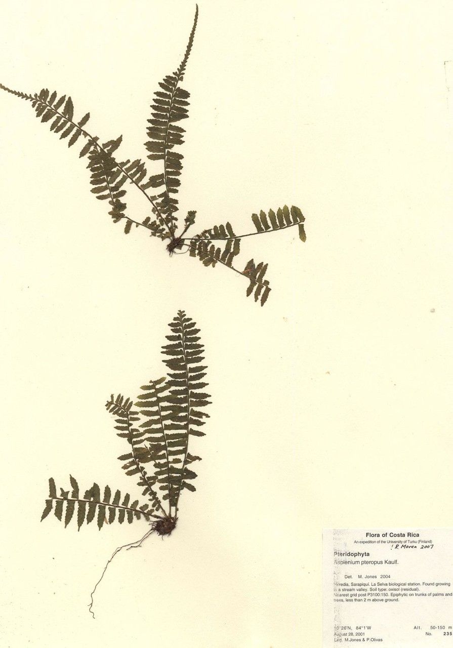 Asplenium pteropus other