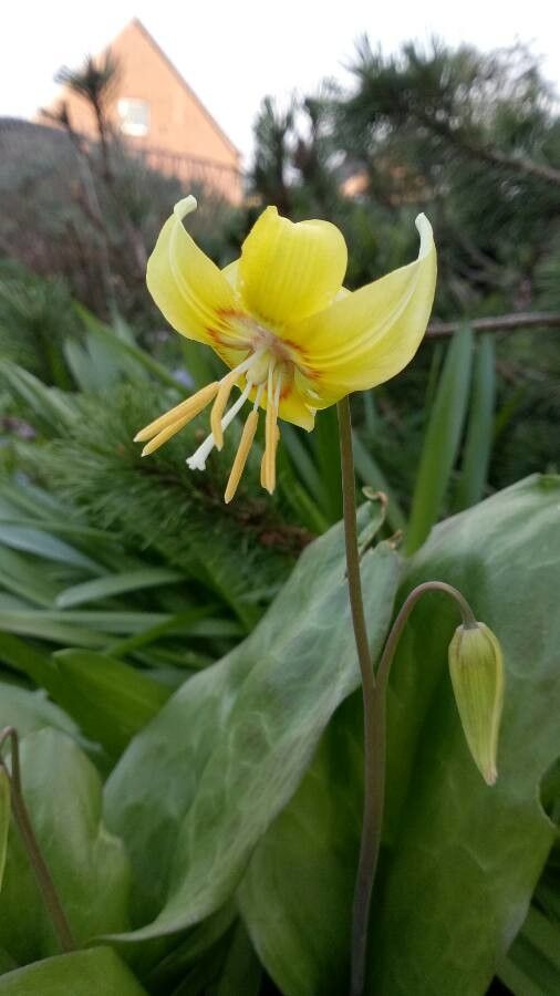 Erythronium grandiflorum flower