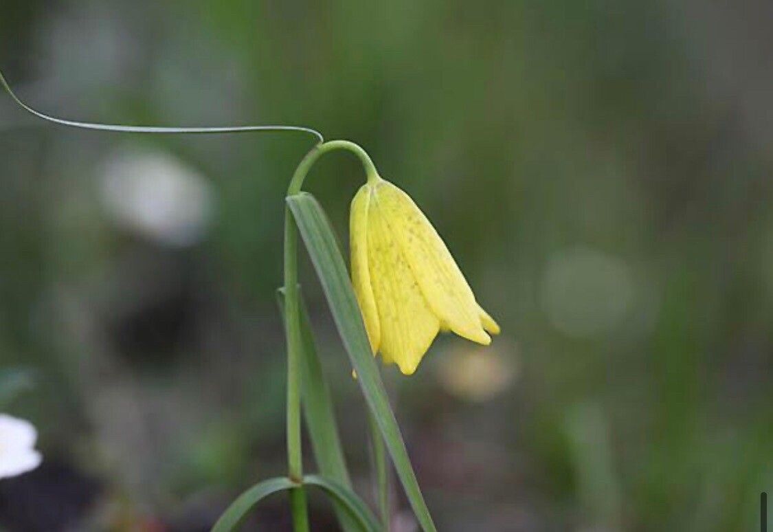 Fritillaria przewalskii — houseplant care guide