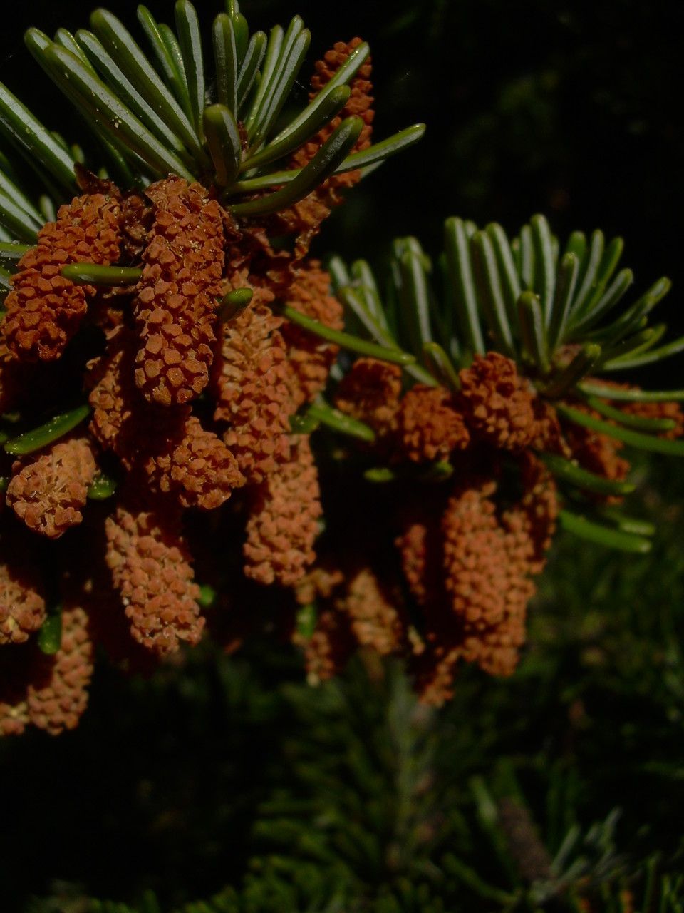 Abies fraseri flower