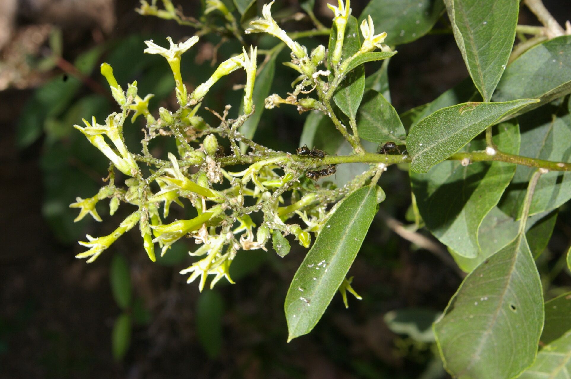Cestrum dumetorum flower