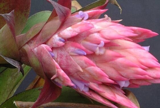 Tillandsia rudolfii — houseplant care guide