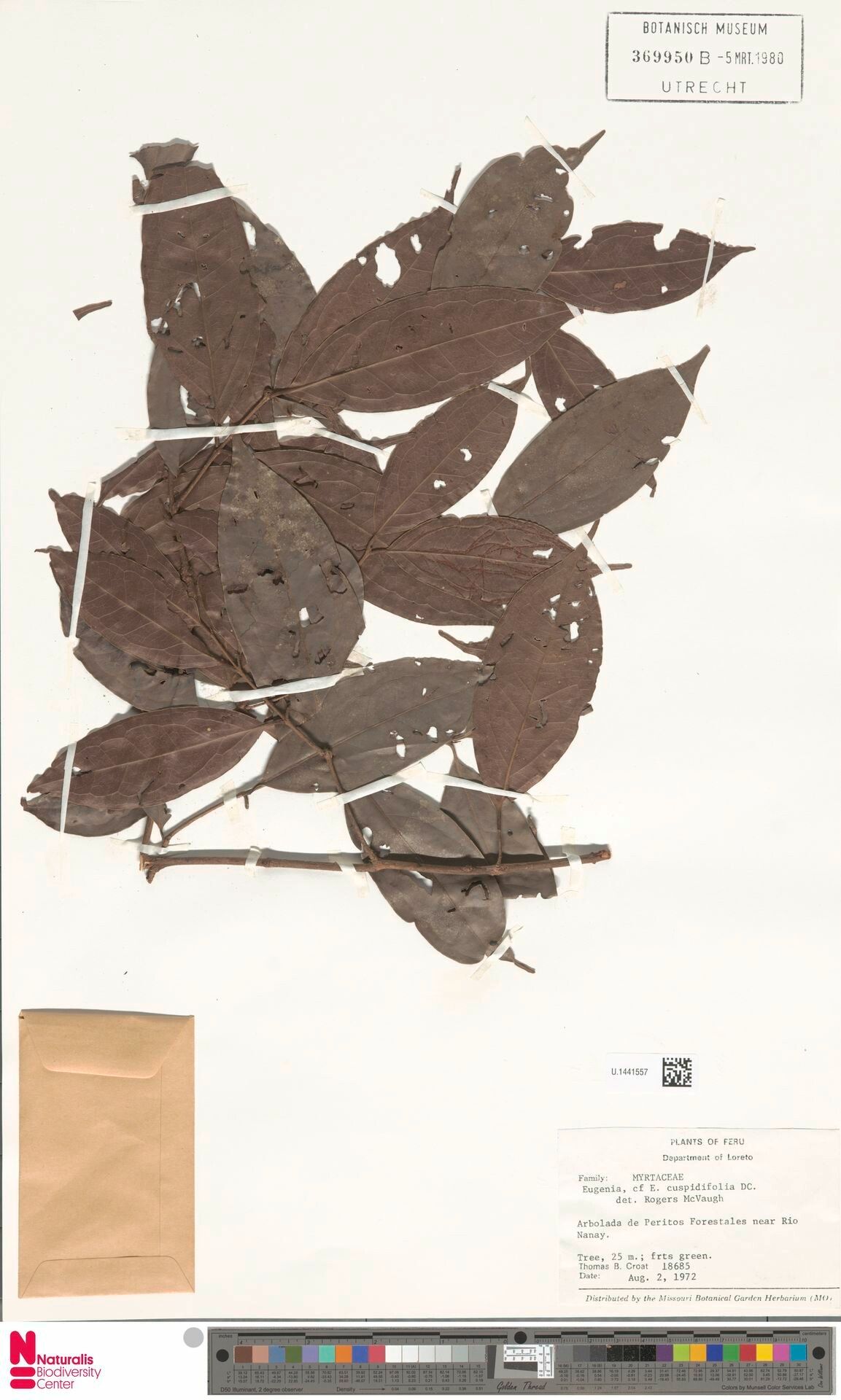 Eugenia cuspidifolia leaf