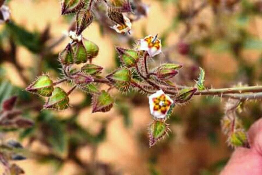 Trichodesma ehrenbergii — houseplant care guide