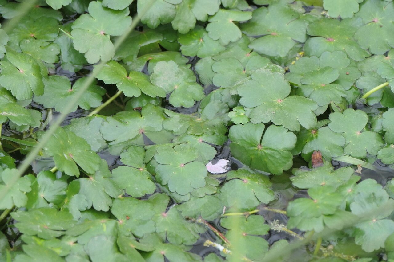 Hydrocotyle ranunculoides