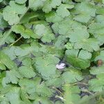 Hydrocotyle ranunculoides