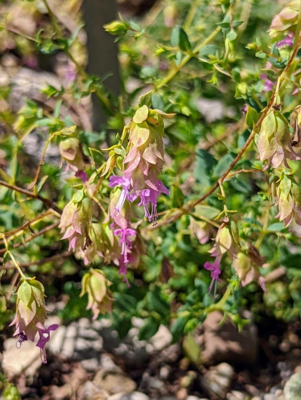 Origanum hypericifolium flower