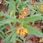 Asclepias curassavica