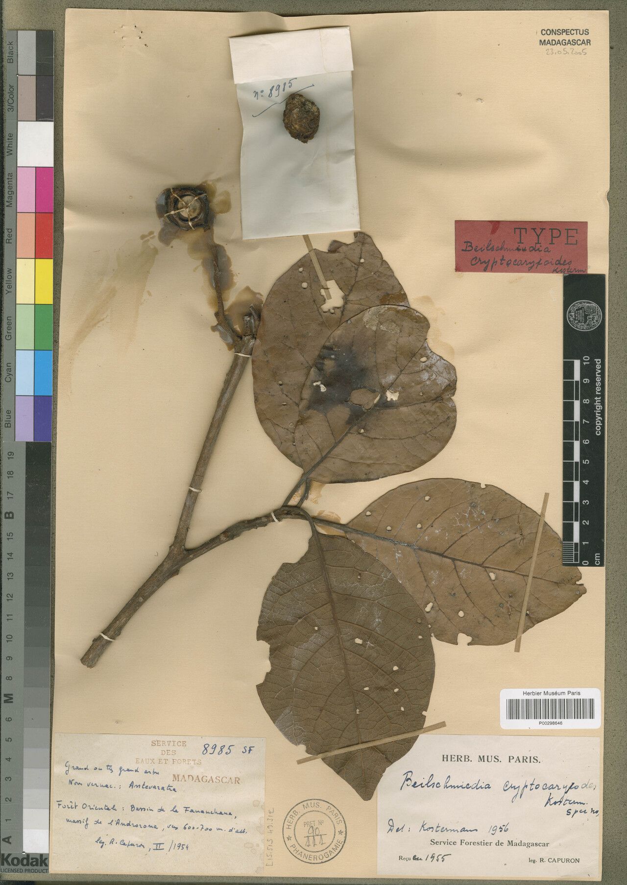 Beilschmiedia cryptocaryoides — houseplant care guide